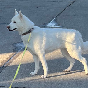 Meet your Posher, Joyce